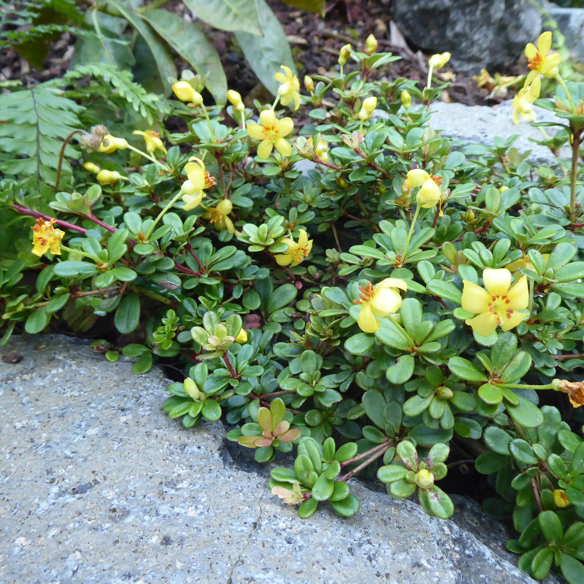 Rhododendron species nova? (formerly poilanei)  CDHM