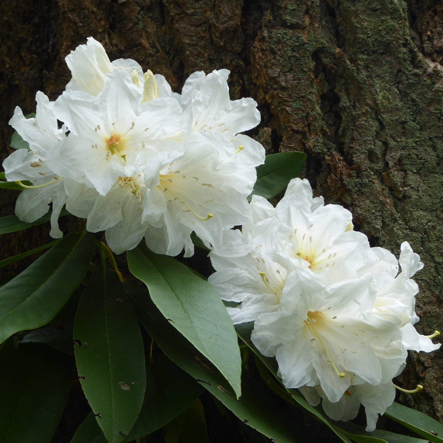 Rhododendron glanduliferum