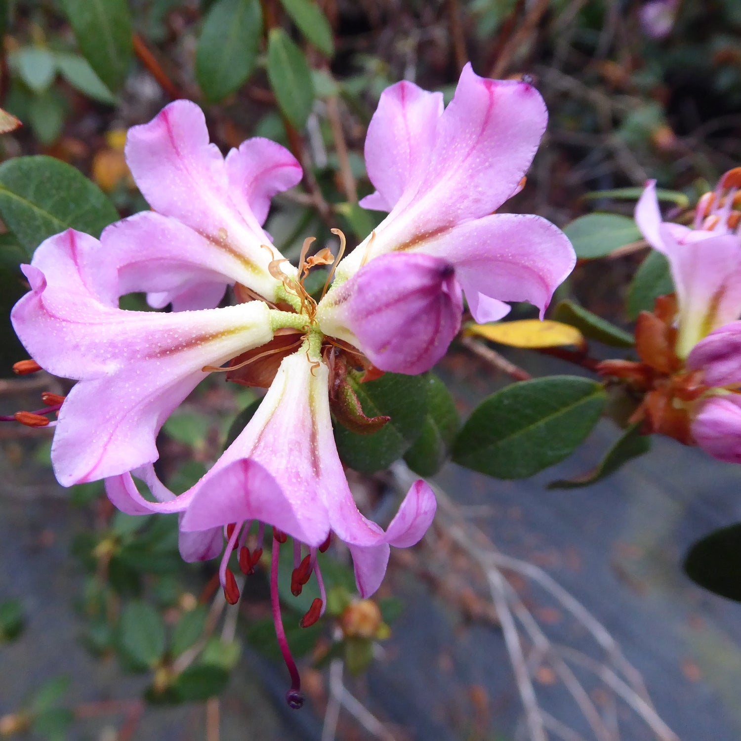 Rhododendron concinnoides 2008/079 APA