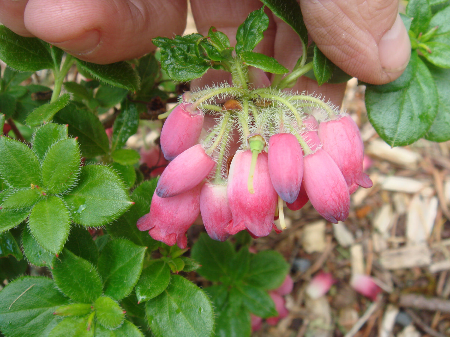 Rhododendron benhallii (formerly Menziesia ciliicalyx) 'Plum Drops'