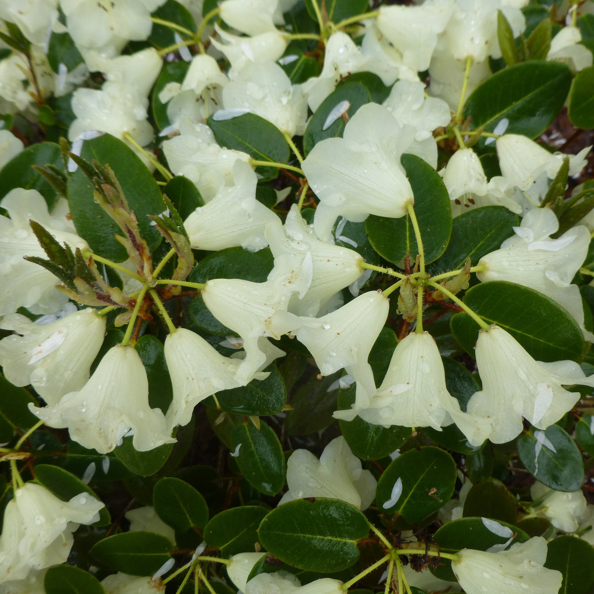 Rhododendron 'Moonstone'