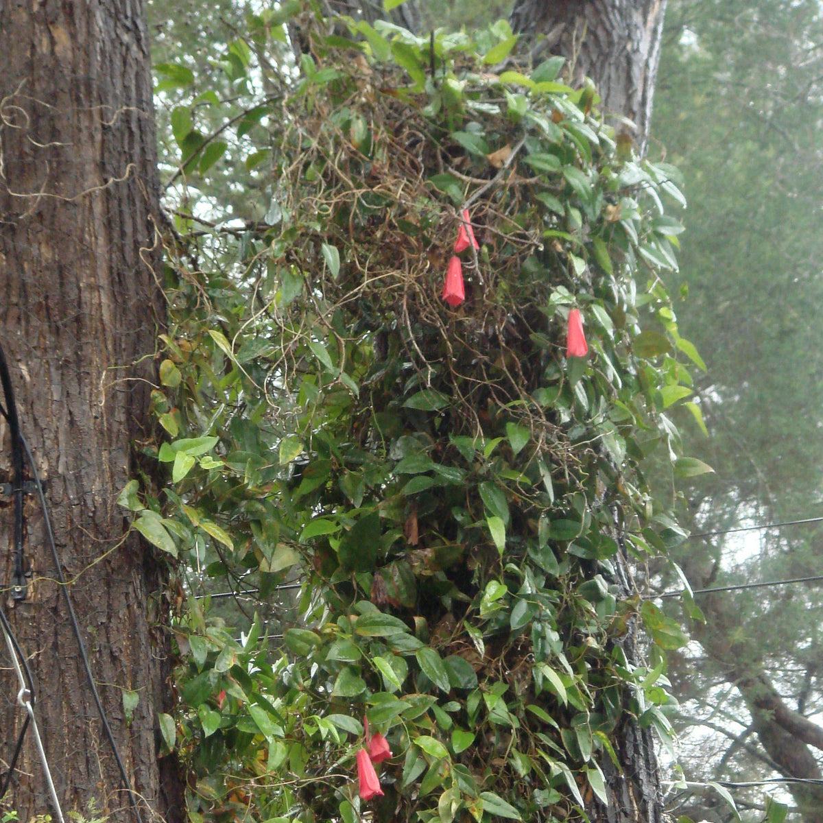 Lapageria rosea