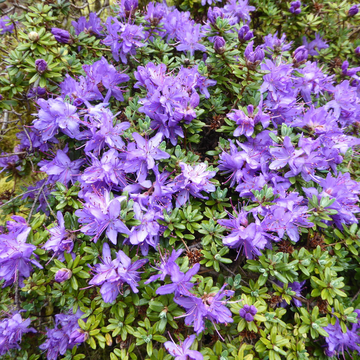 Rhododendron impeditum  2013/486  CCHH