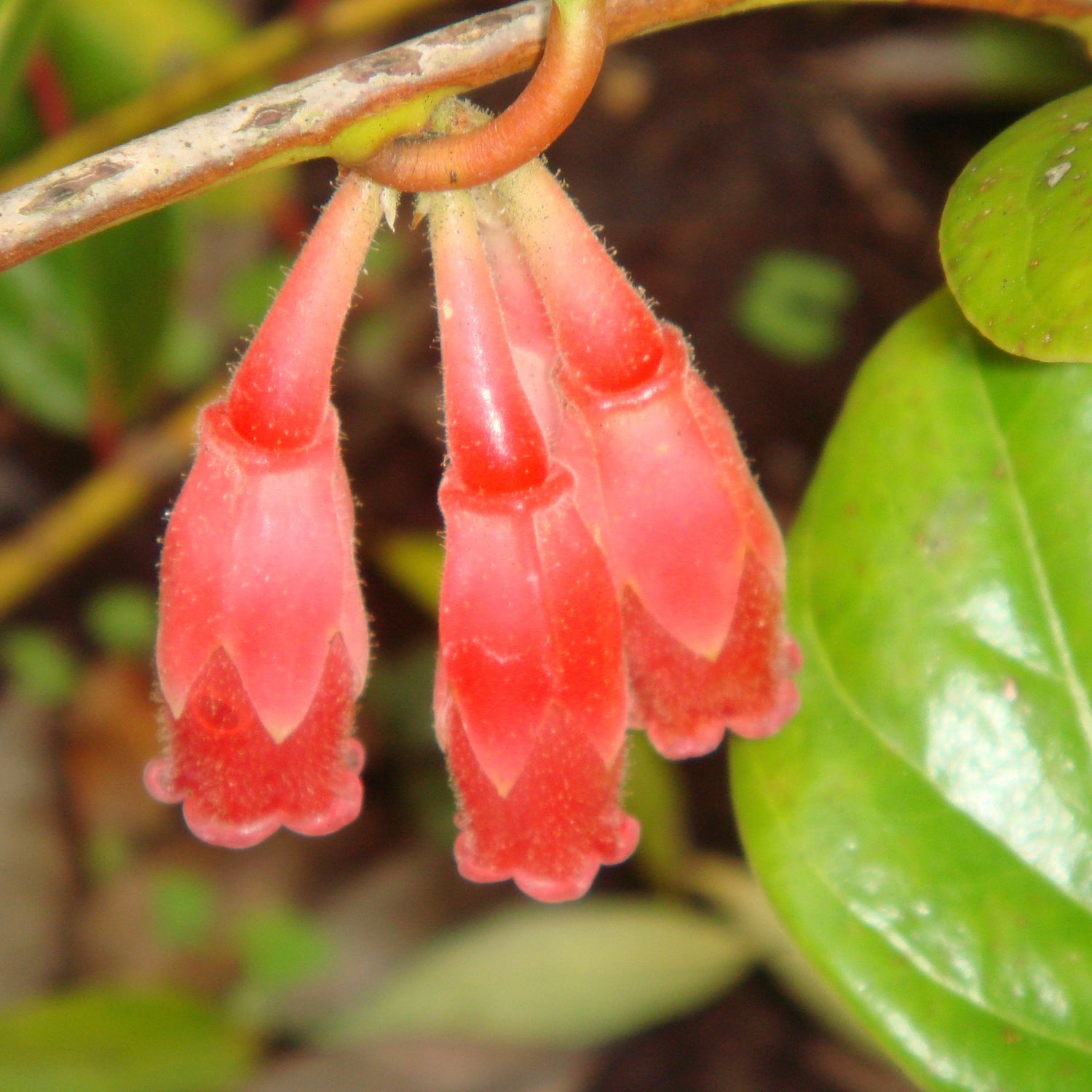 Agapettes scortechinii