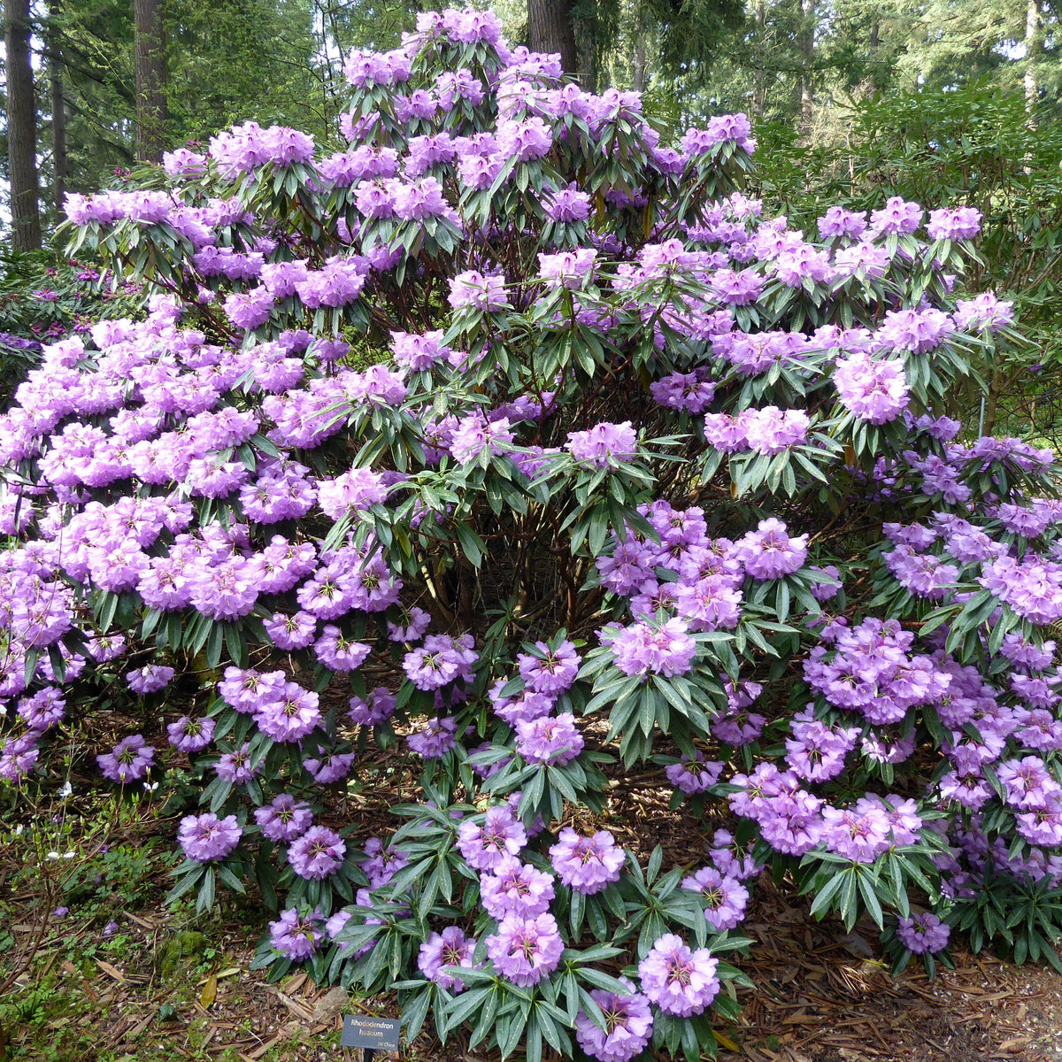 Rhododendron huanum  RSBG
