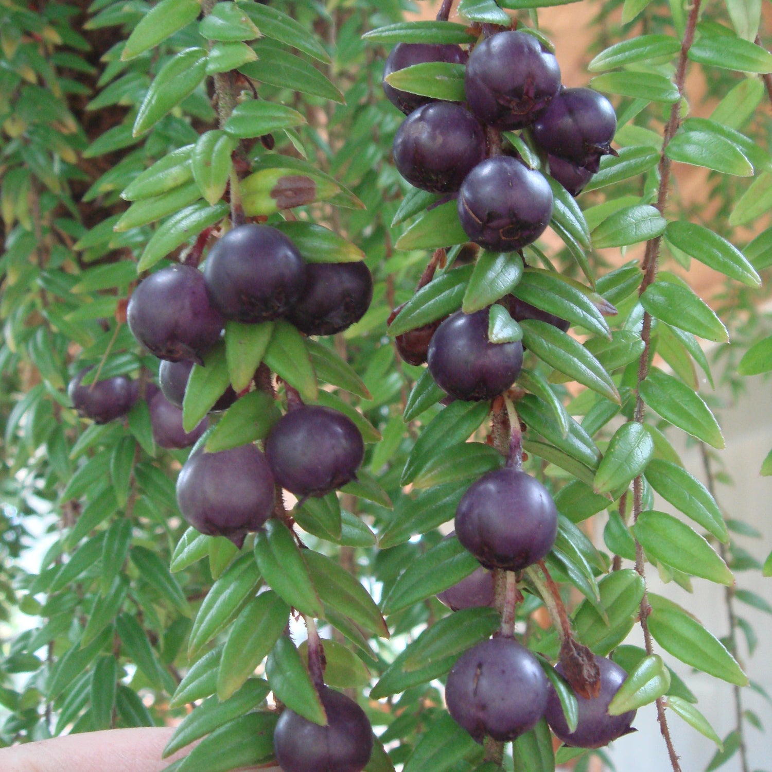 Agapetes serpens (Bhutan Flared Form)