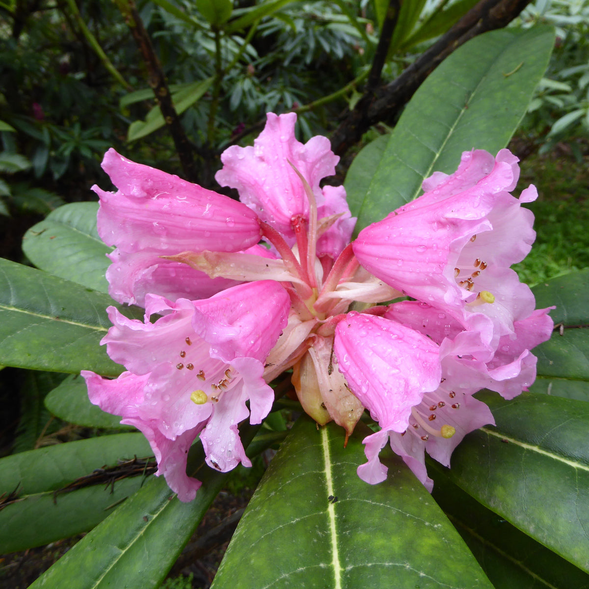 Rhododendron jingangshanicum  RSBG (3g)
