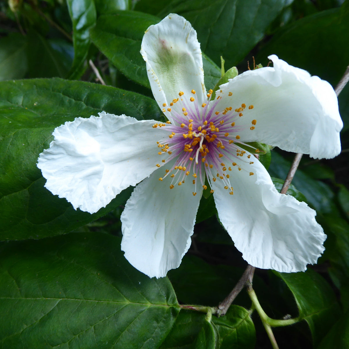 Stewartia malacodendron