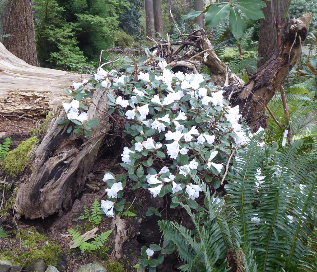 Rhododendron kuomeianum  1997/130  SEH
