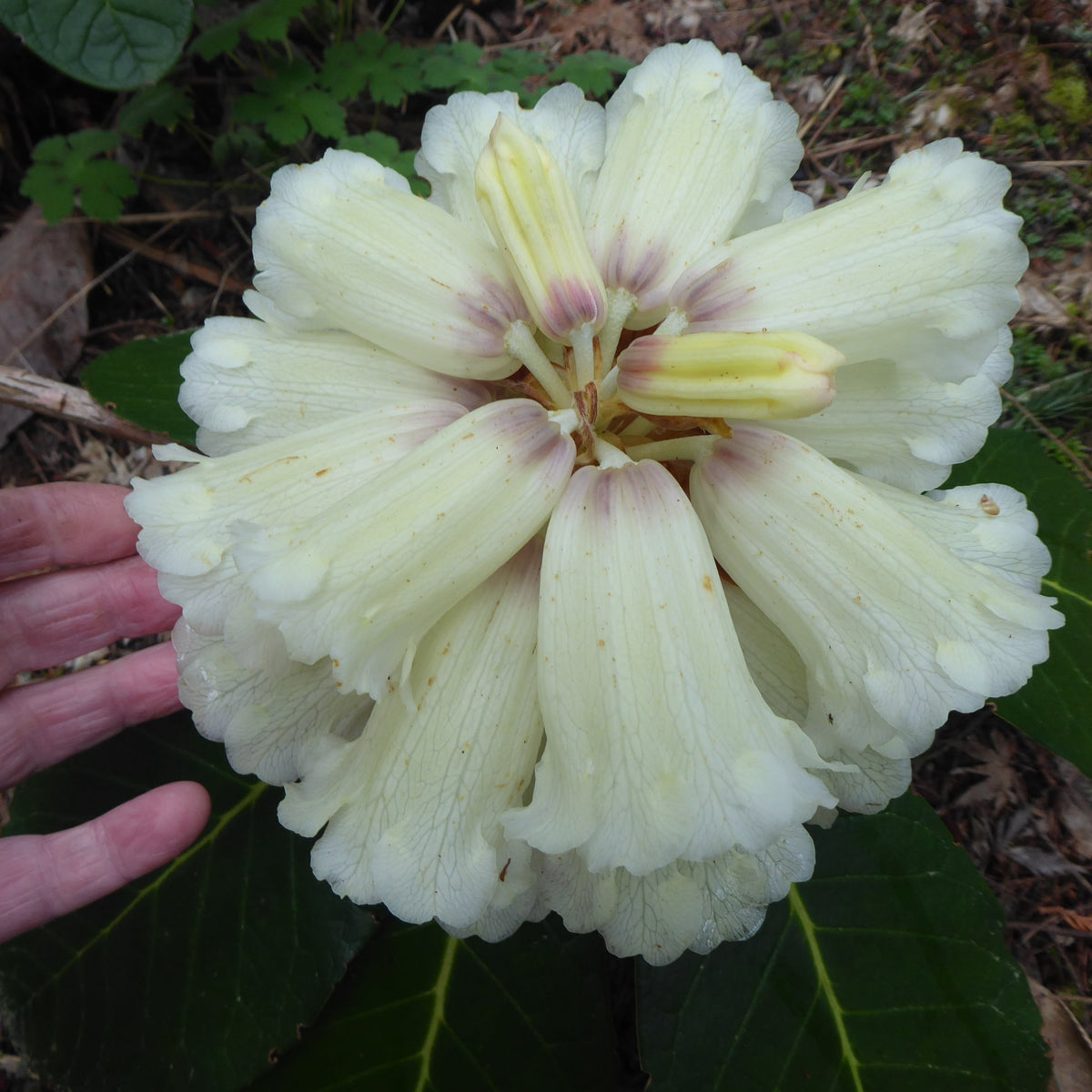 Rhododendron macabeanum RSBG
