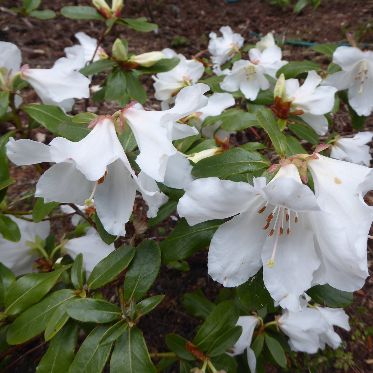 Rhododendron kiangsiense  SEH