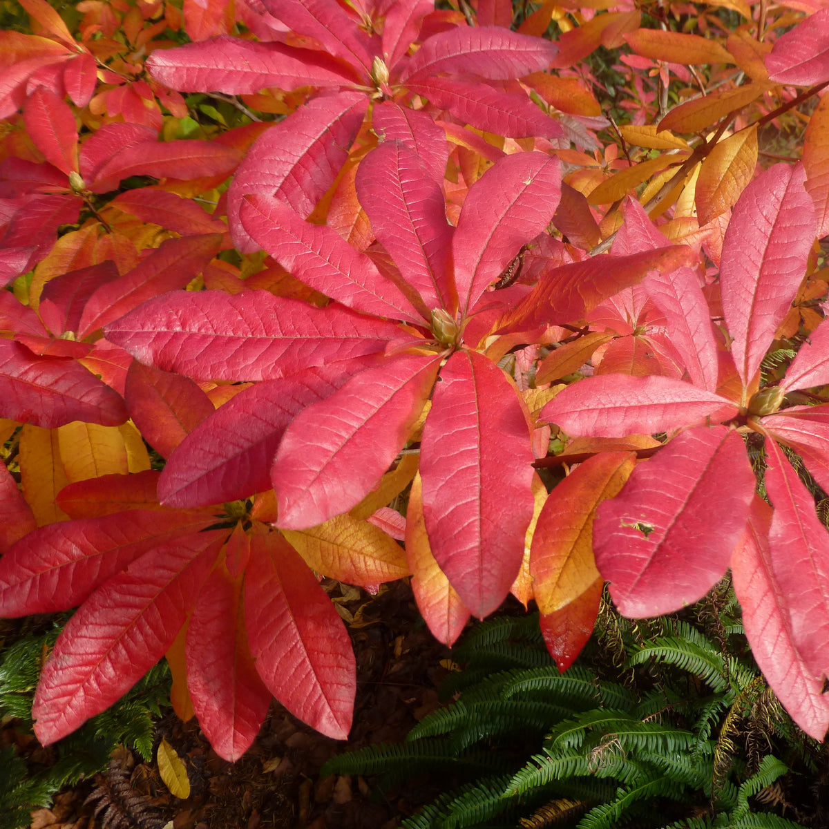 Rhododendron luteum 'Golden Comet'