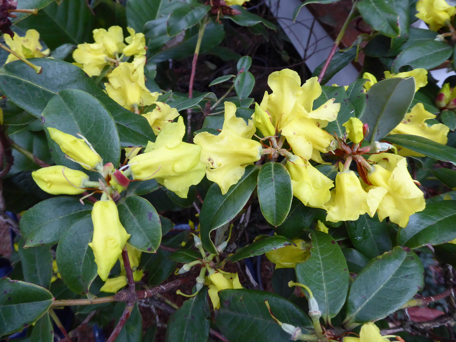 Rhododendron chrysodoron 130sd2012