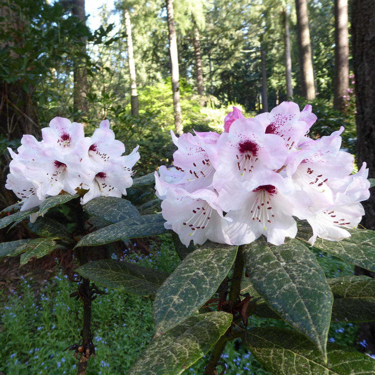 Rhododendron crinigerum RSBG
