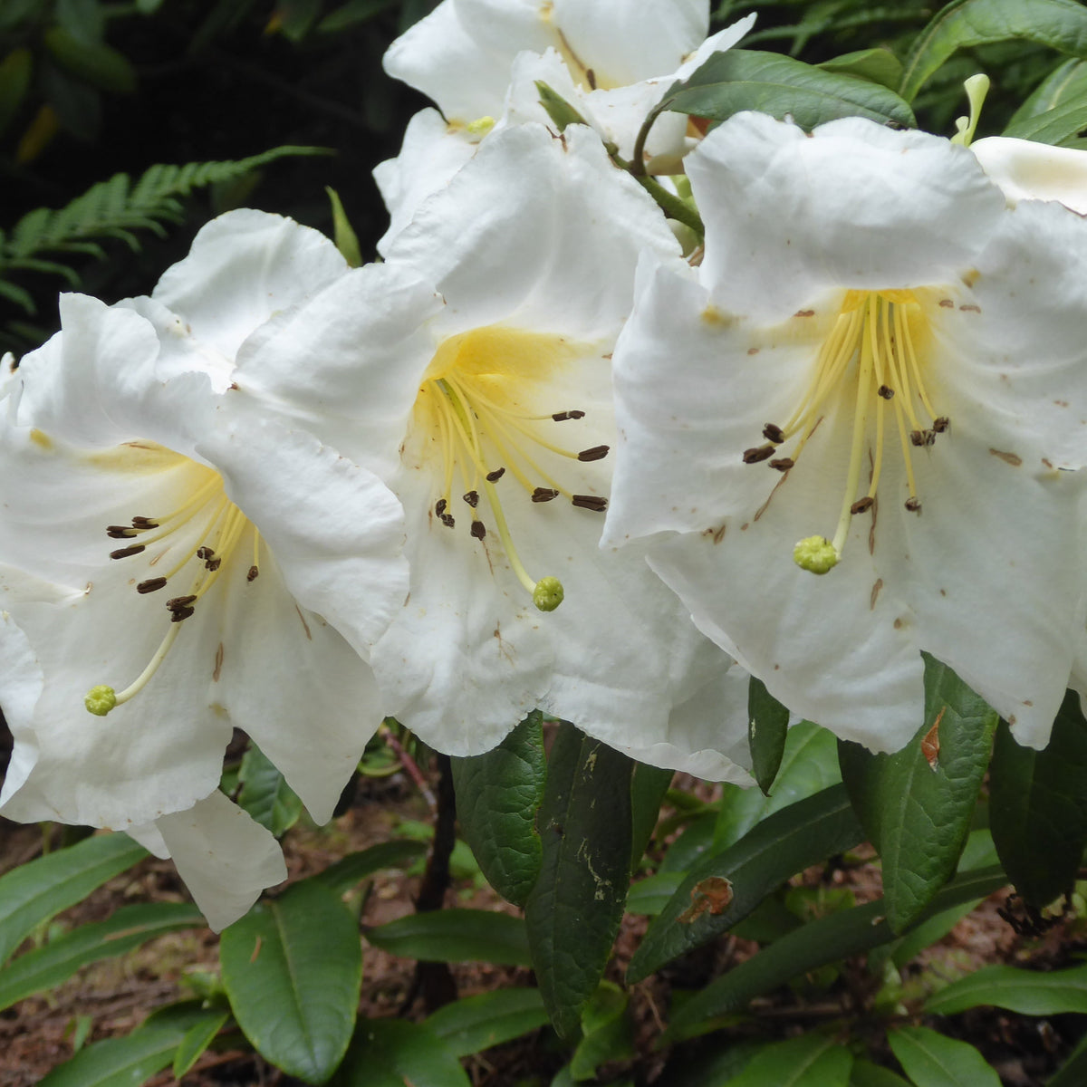 Rhododendron liliiflorum  CGG