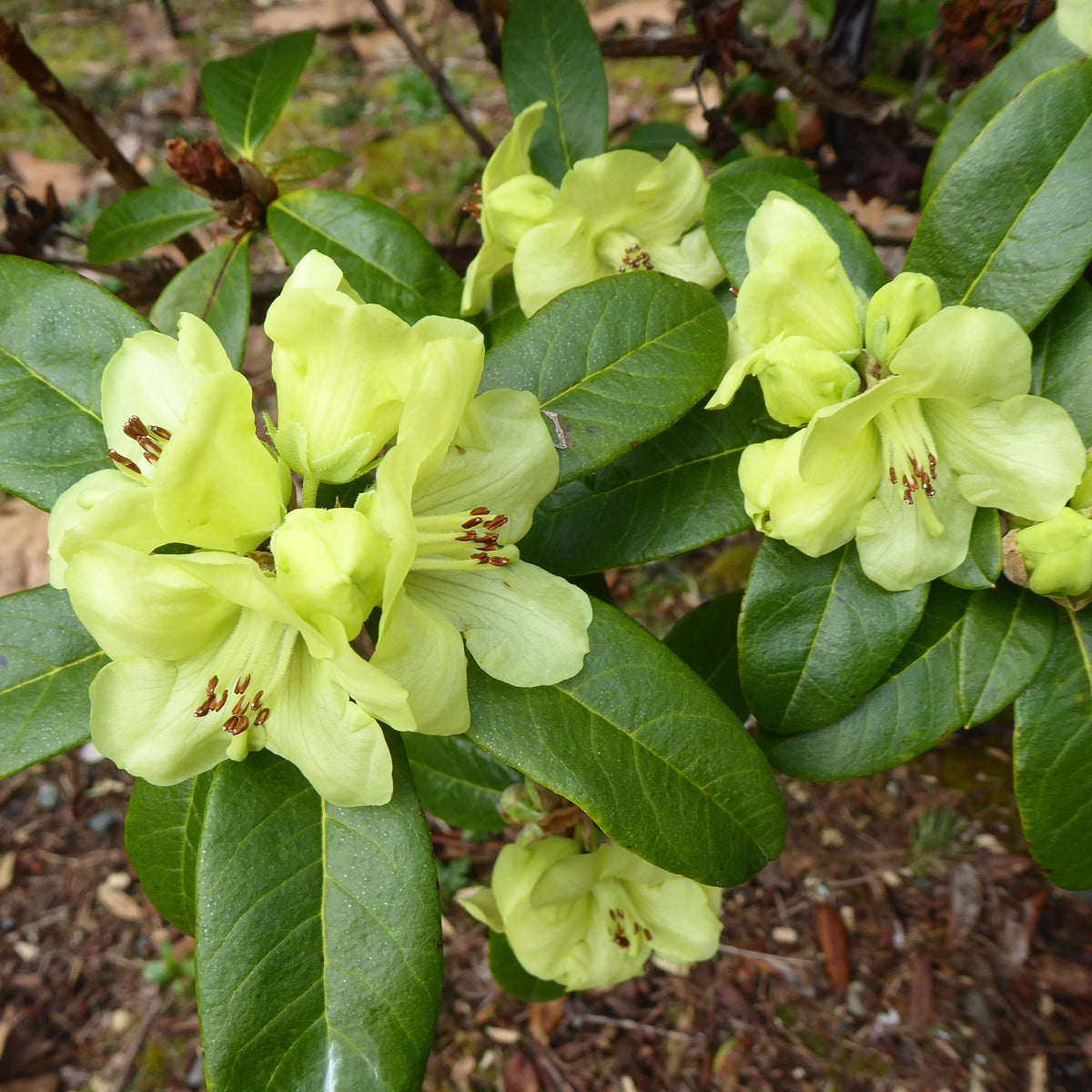 Rhododendron luteiflorum  1964/103