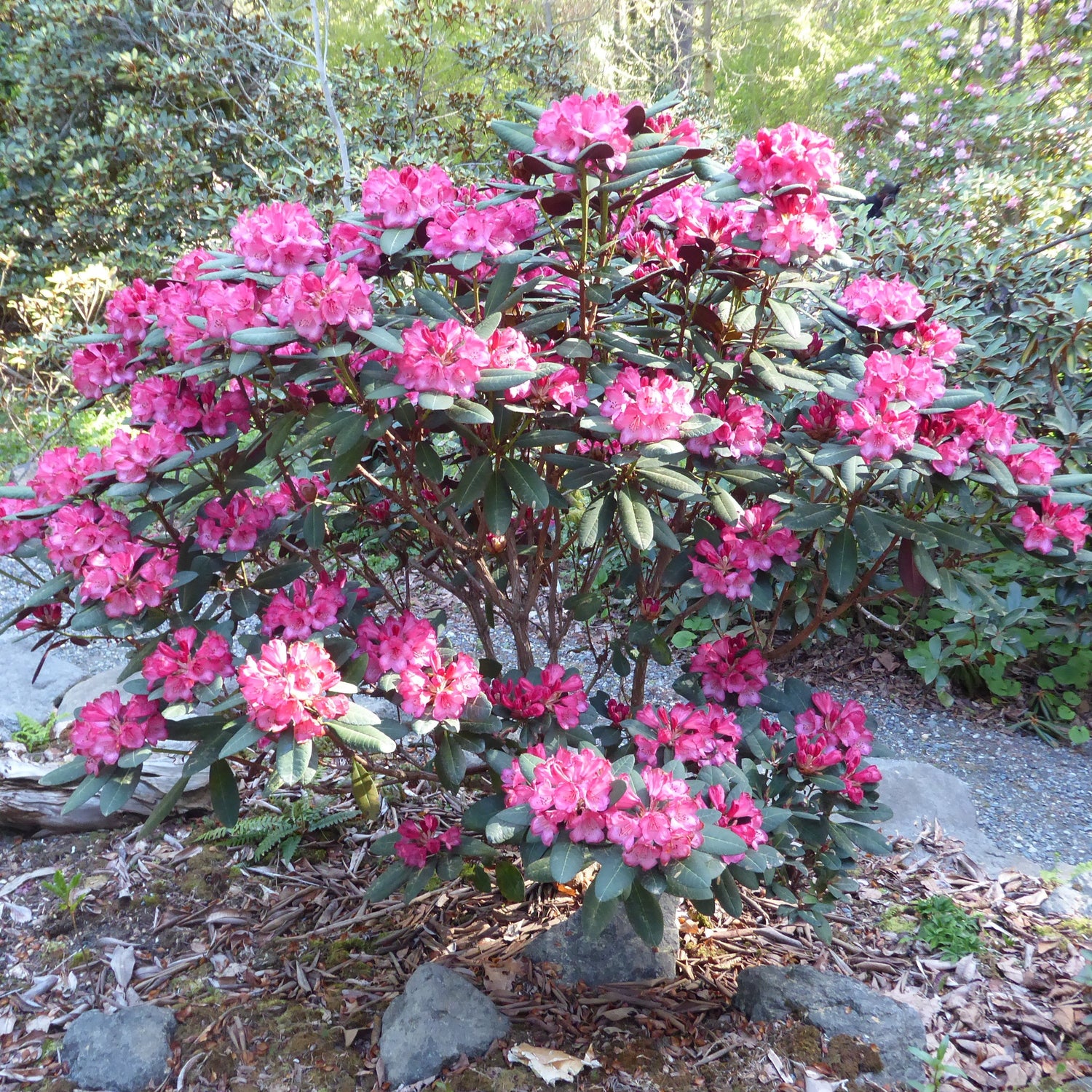Rhododendron 'Wine & Roses’ 