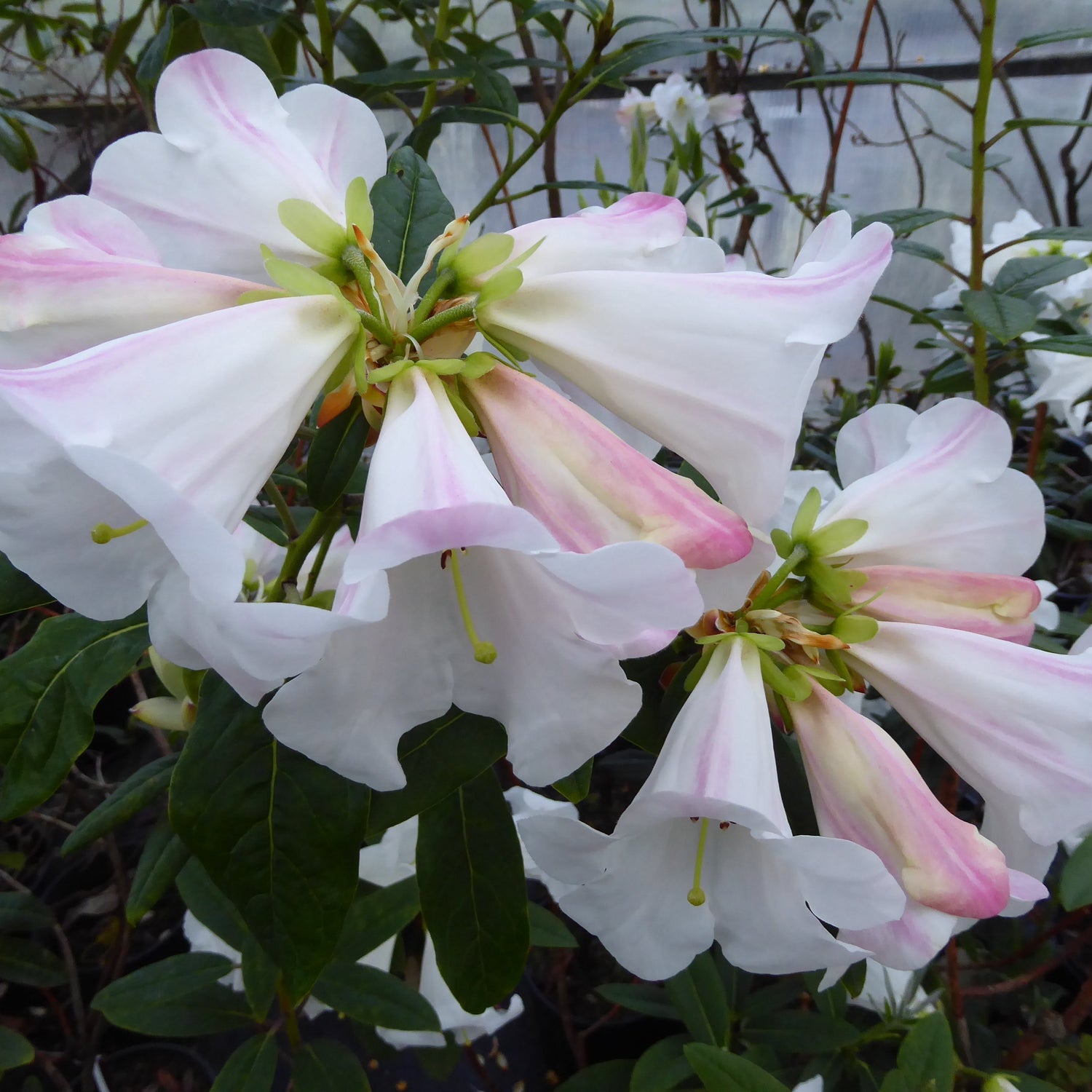Rhododendron lindleyi 'Geordie Sherriff'  1984/060