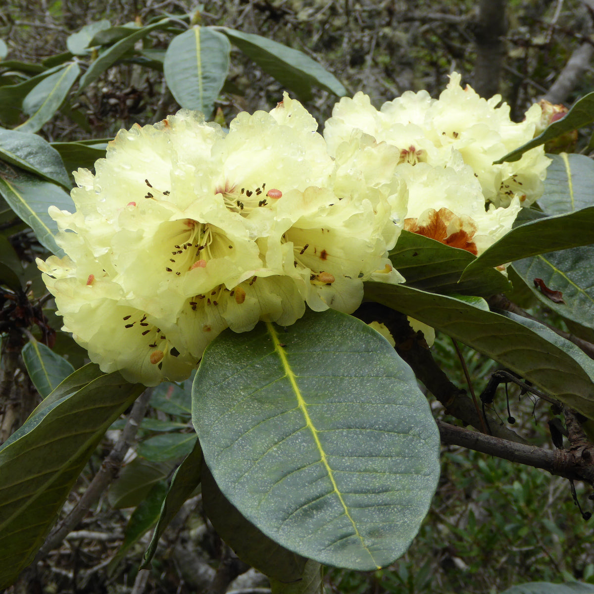 Rhododendron macabeanum RSBG