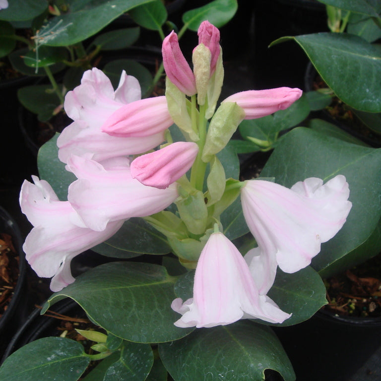 Rhododendron yuefengense