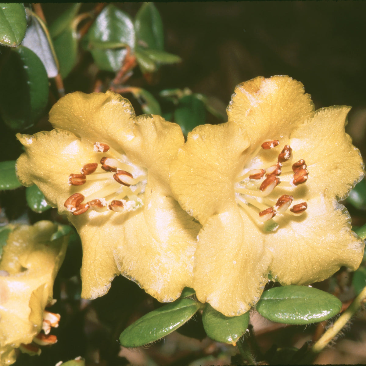 Rhododendron megeratum  1965/261