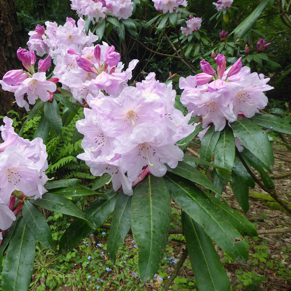 Rhododendron maoerense  RSBG (2g)