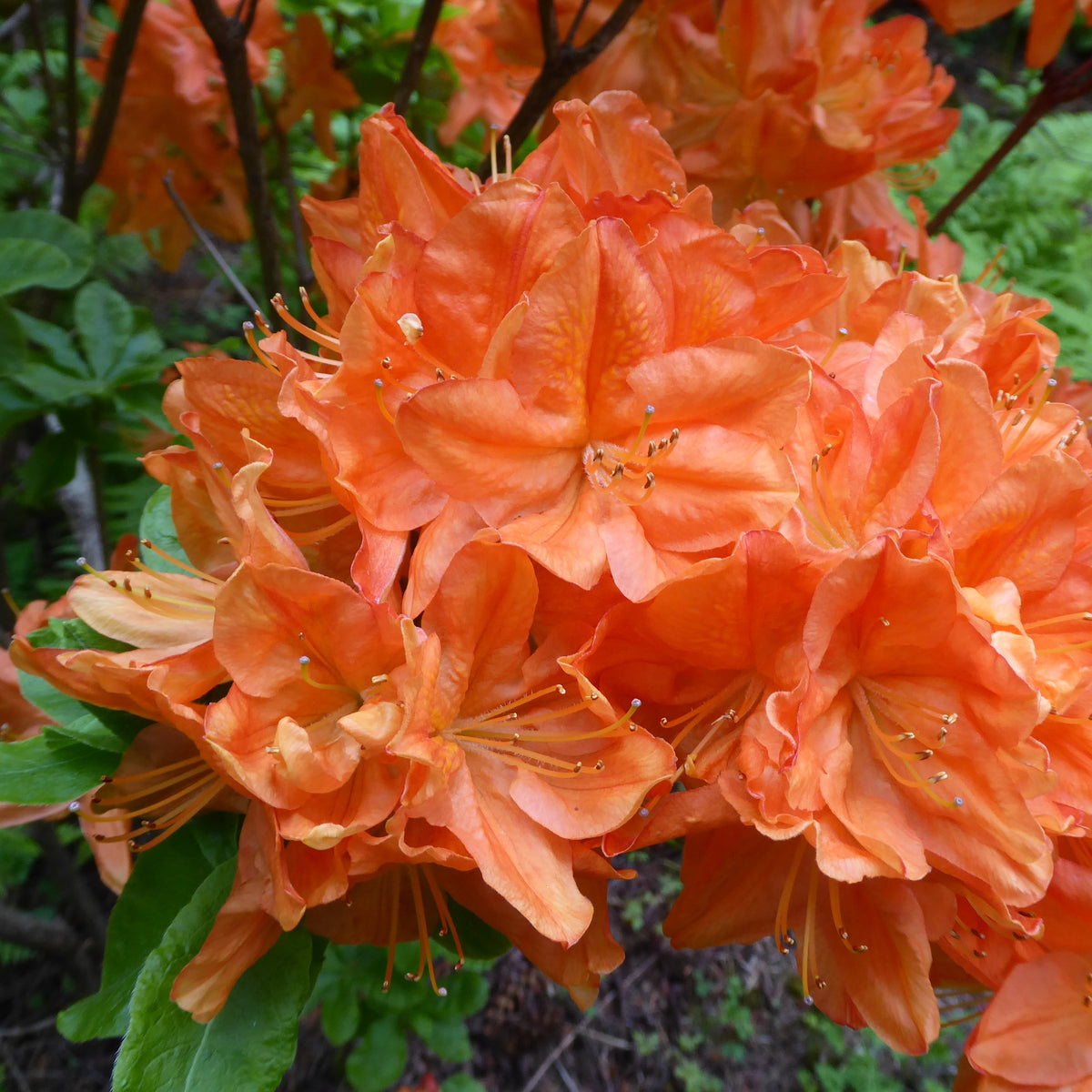 Rhododendron molle ssp. japonicum  RSBG