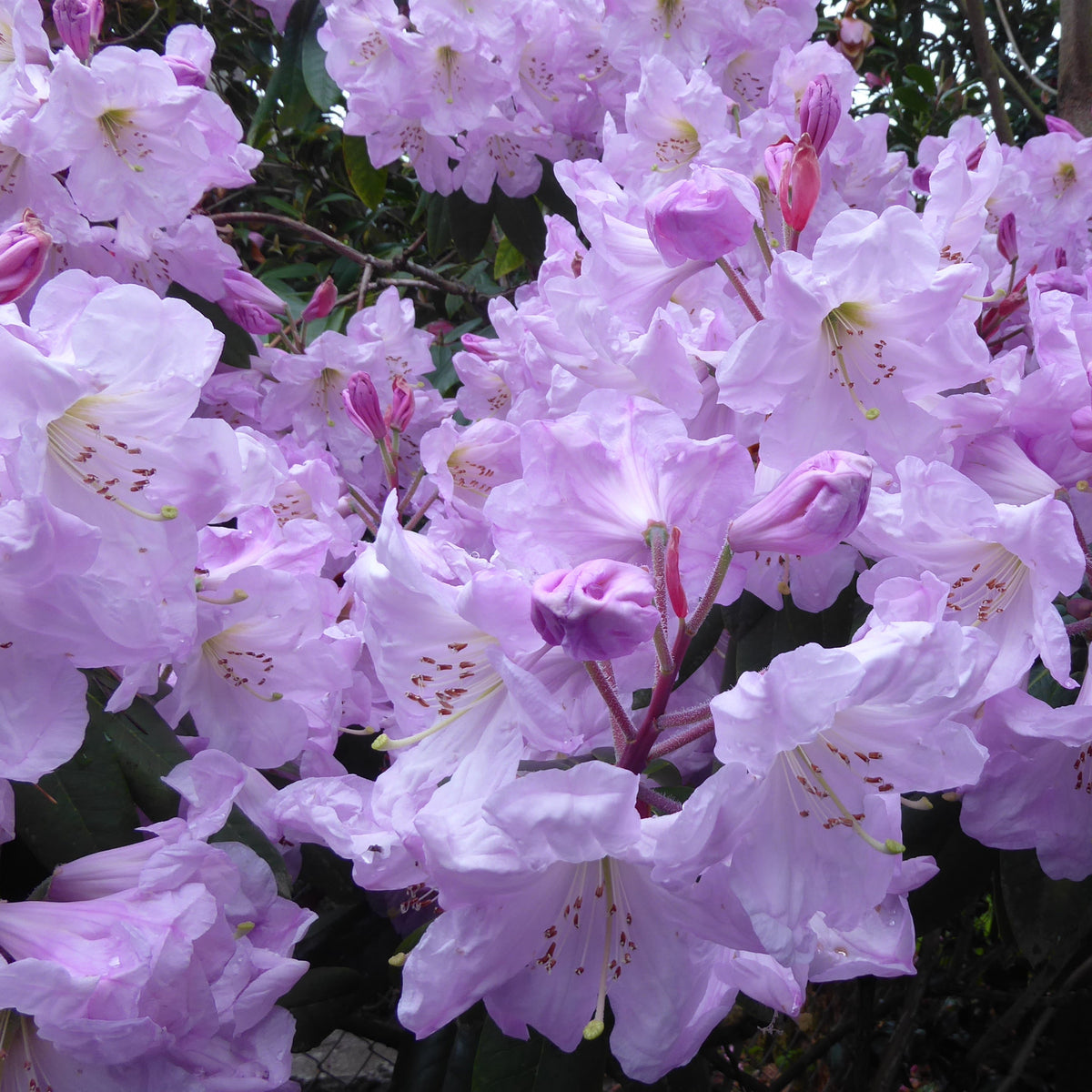 Rhododendron maoerense  RSBG (2g)