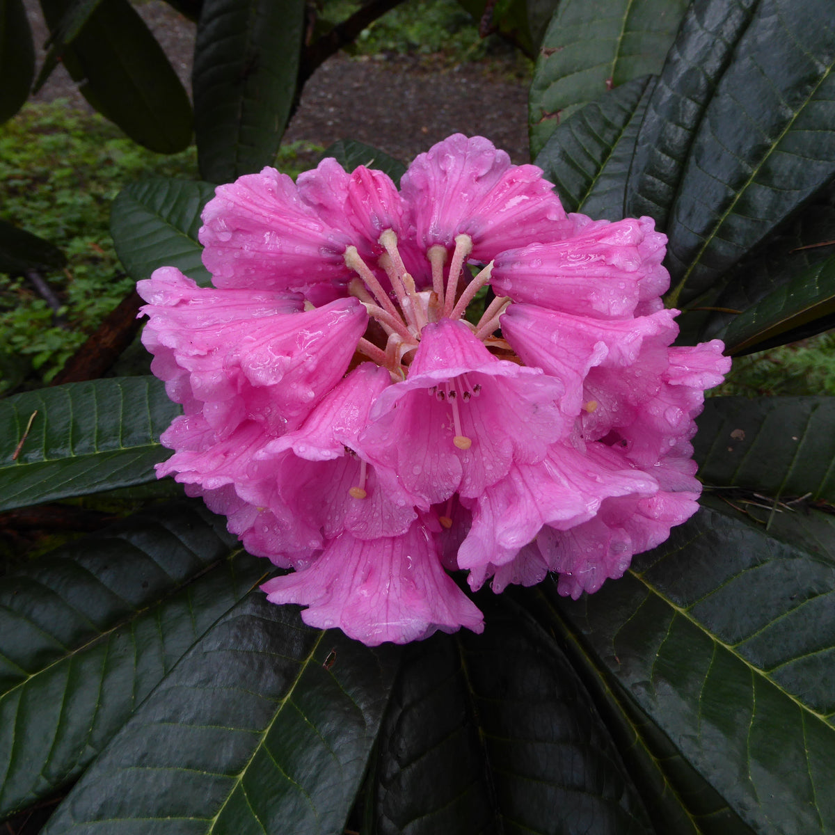 Rhododendron montroseanum  RSBG