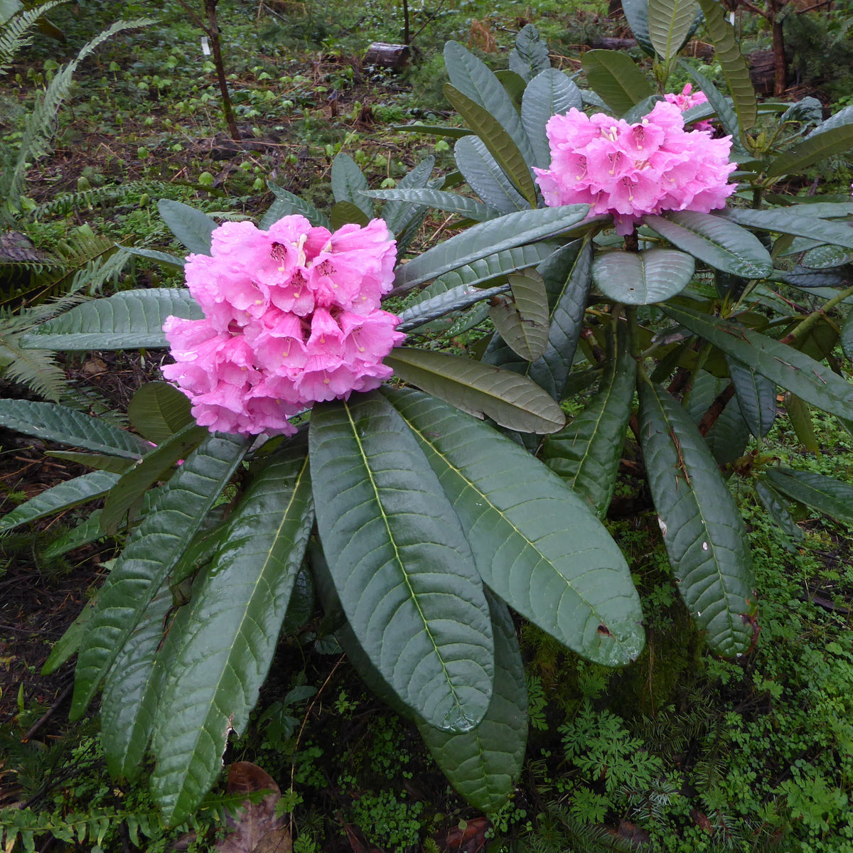 Rhododendron montroseanum  RSBG