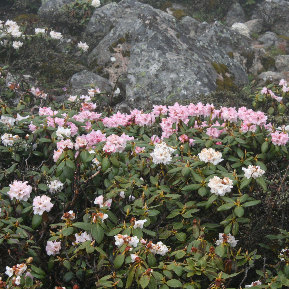 Rhododendron agganiphum var. aganniphum