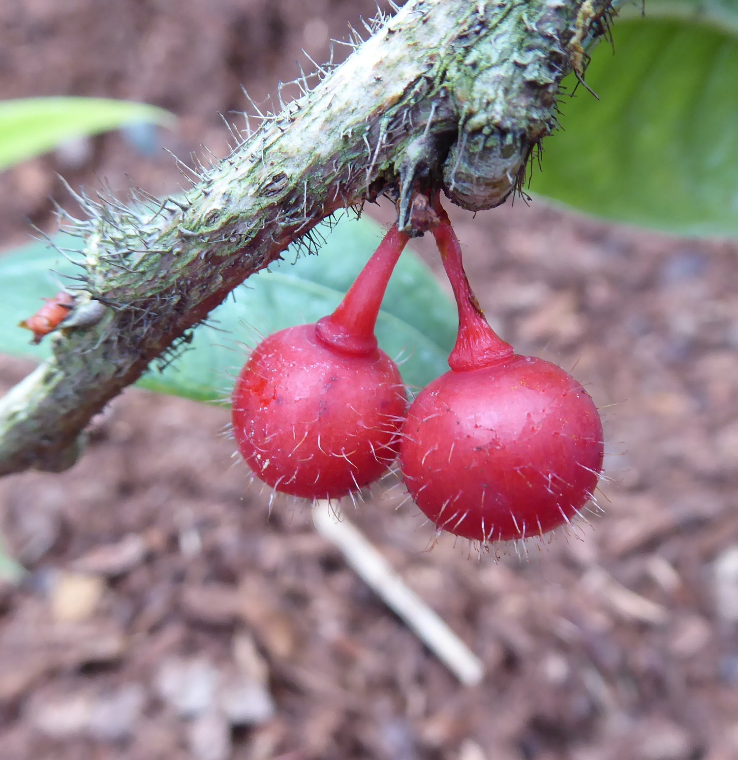 Agapetes malipoensis  SEH