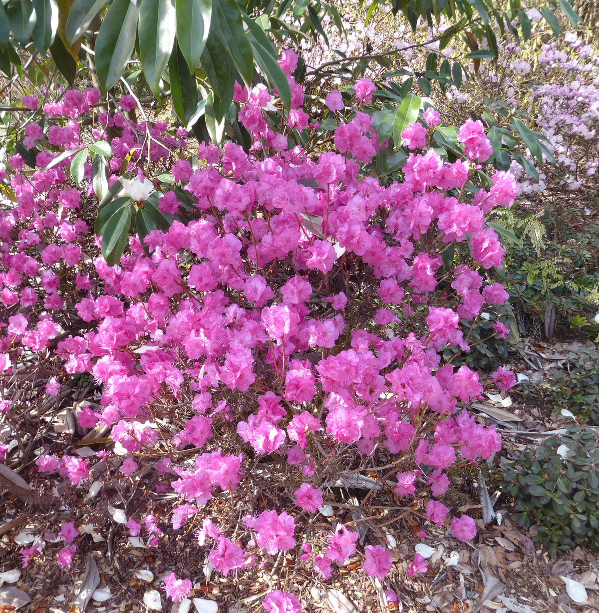 Rhododendron mucronulatum  1976/127