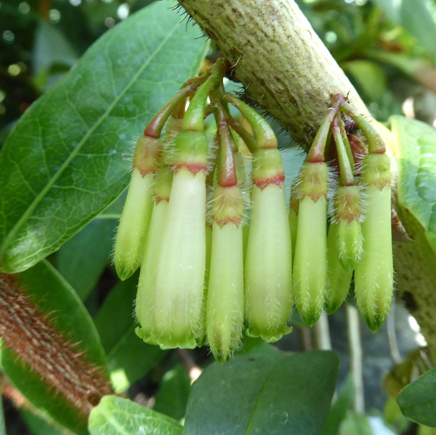 Agapetes malipoensis  SEH