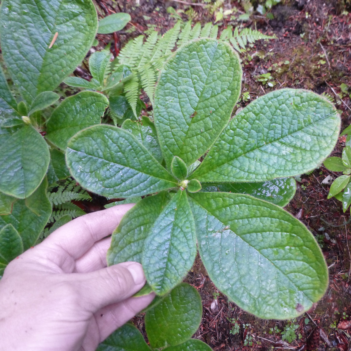Rhododendron nipponicum