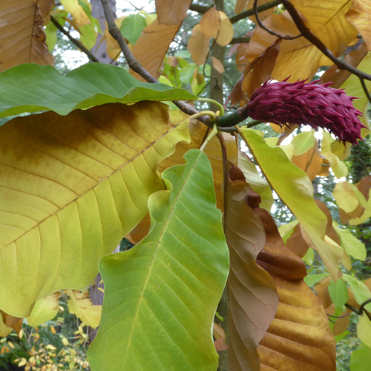Magnolia obovata (syn: hypoleuca)