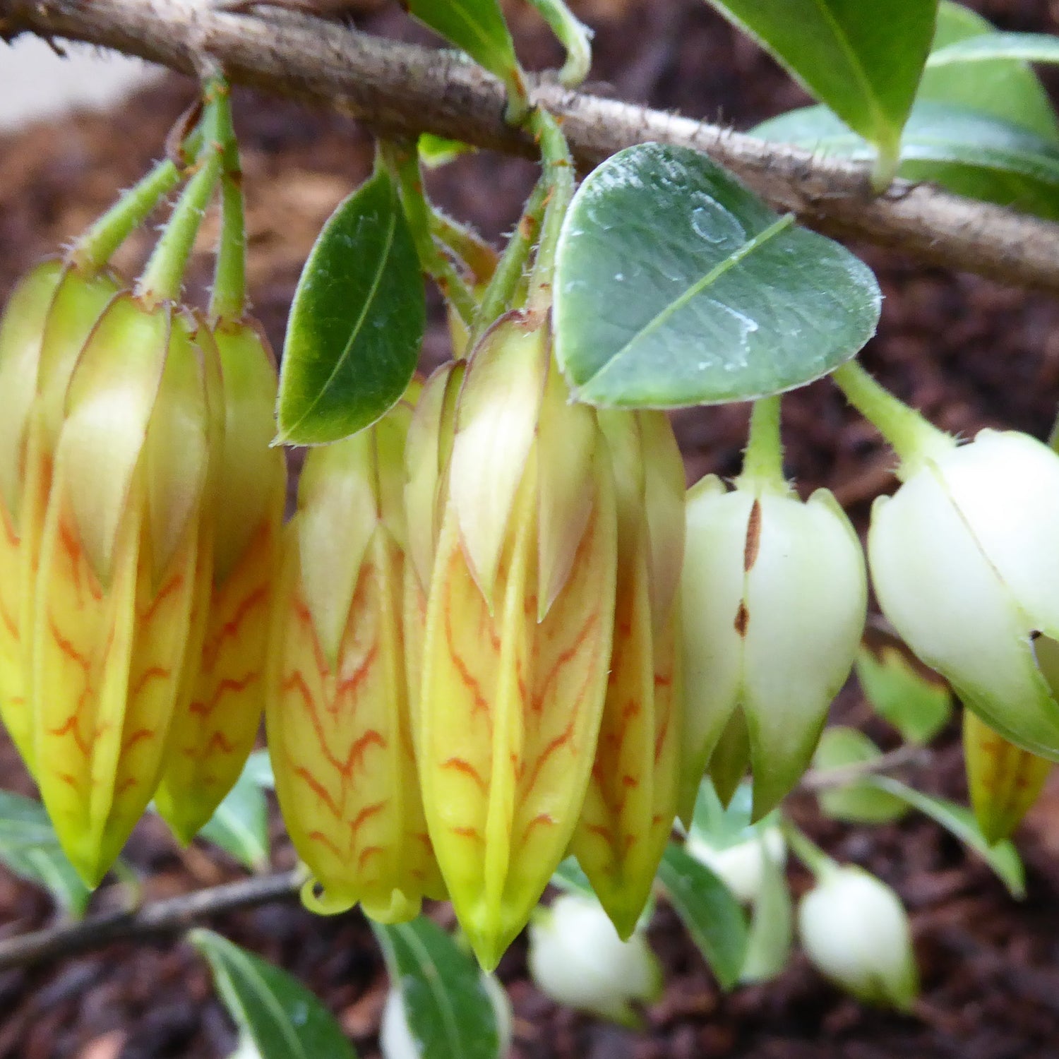 Agapetes 'Lemon Marmalade'