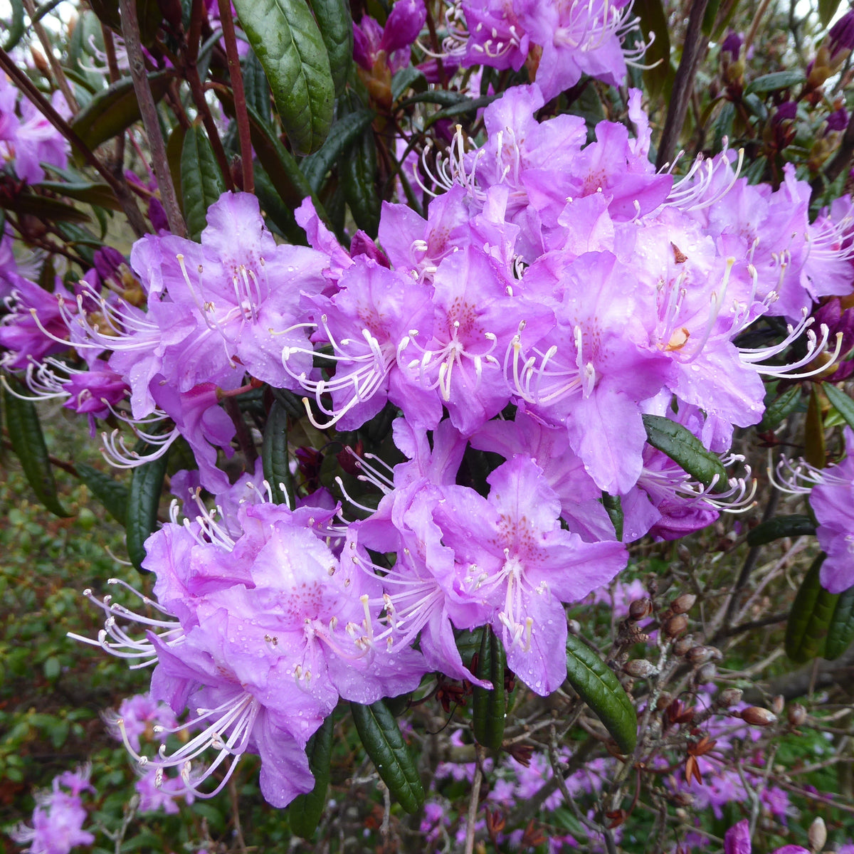 Rhododendron polylepis  SEH