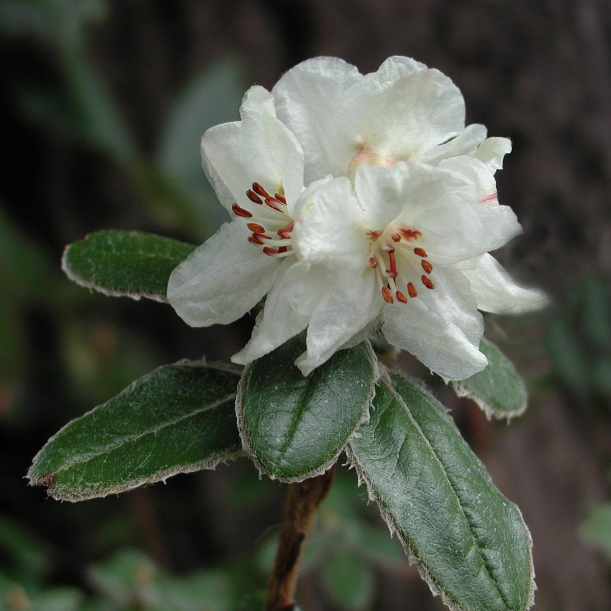 Rhododendron pendulum  1999/527  BB