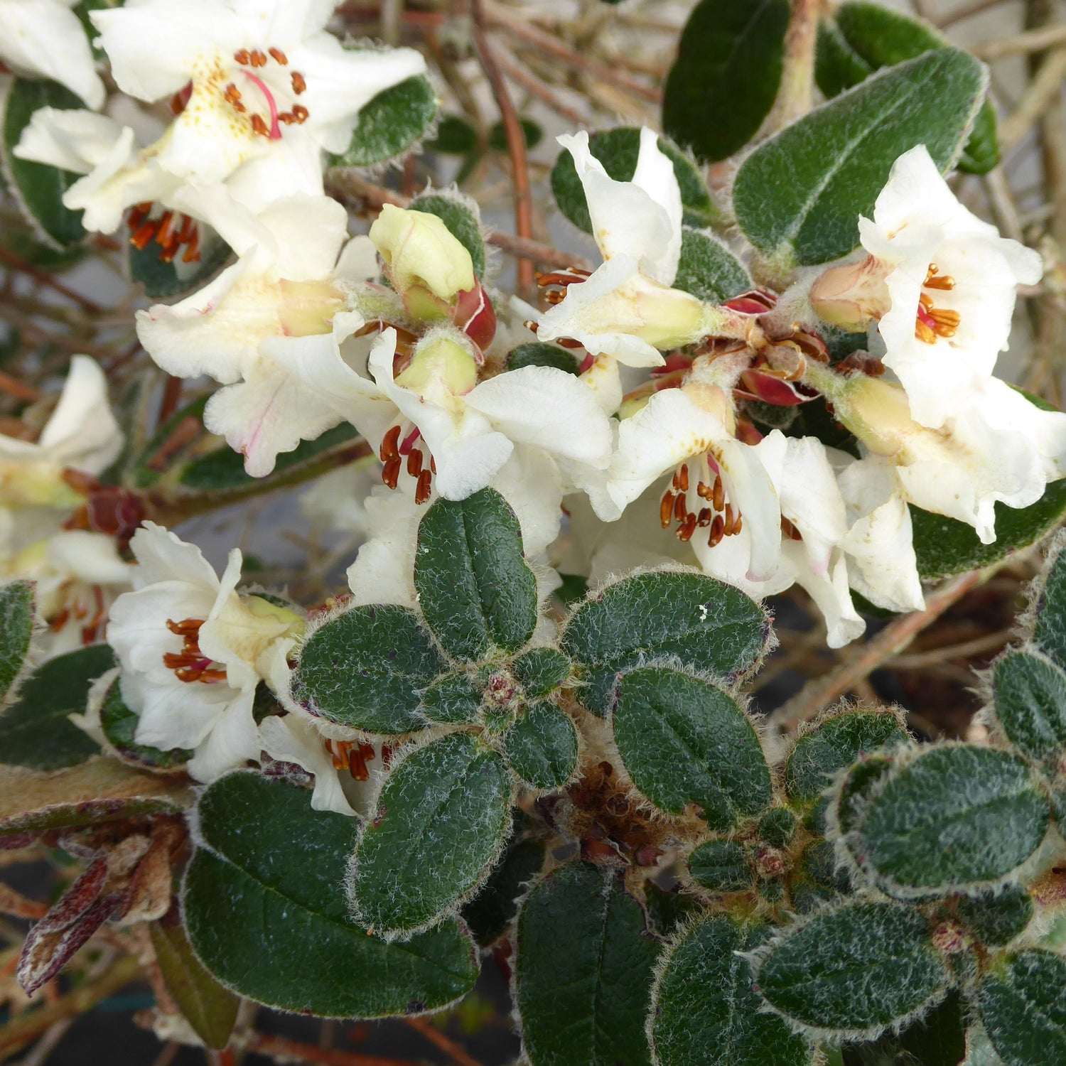 Rhododendron pendulum  1999/527  BB