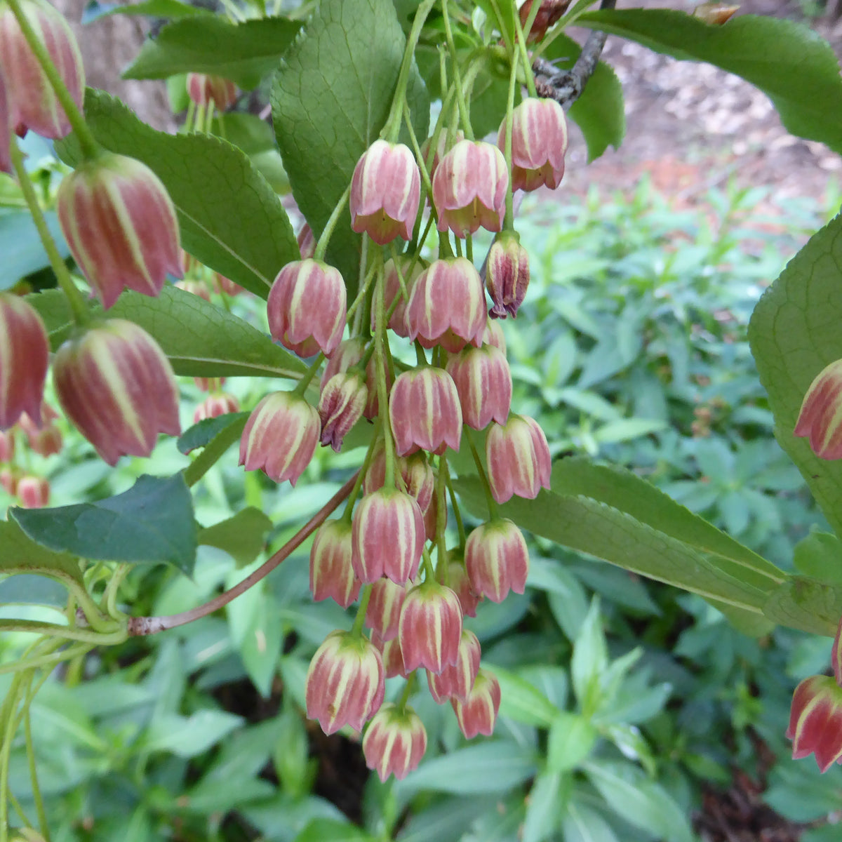 Enkianthus sikokianus  2016/5074  YK
