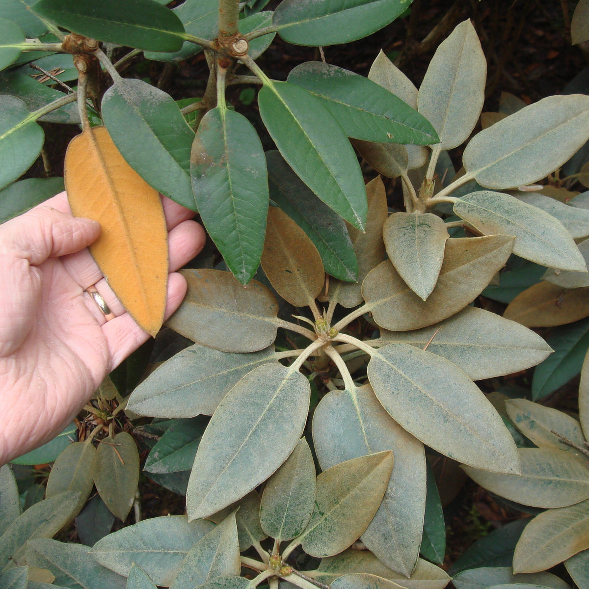Rhododendron pachysanthum 1997/097