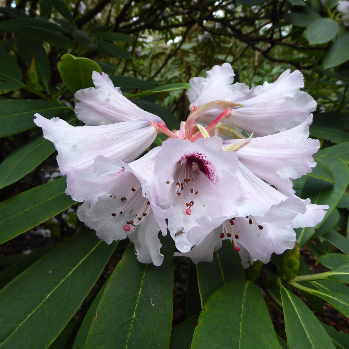 Rhododendron praevernum