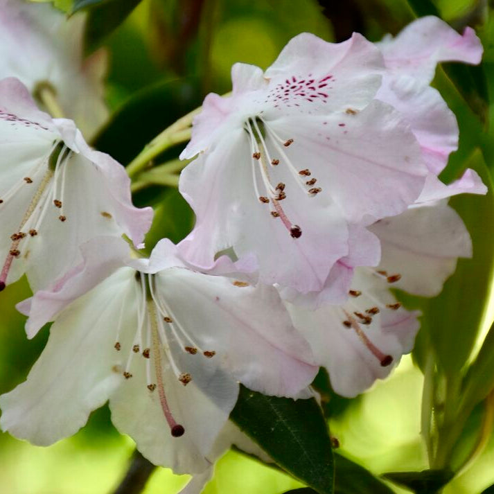 Rhododendron annae ssp. laxiflorum JN