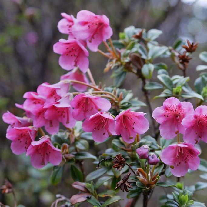 Rhododendron campylogynum (Charopoeum Group) 1974/062