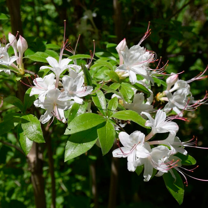 Rhododendron eastmanii 'Newberry White' 2004/201