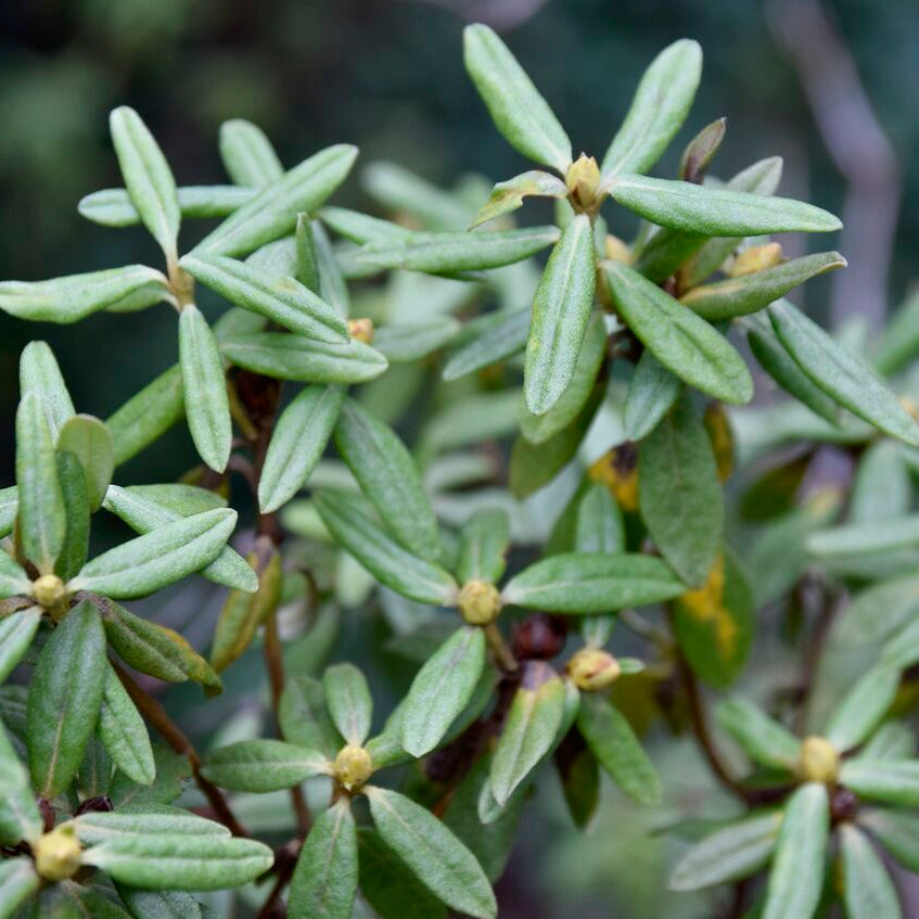 Rhododendron hippophaeoides 'Glendoick Iceberg'®™  2002/026