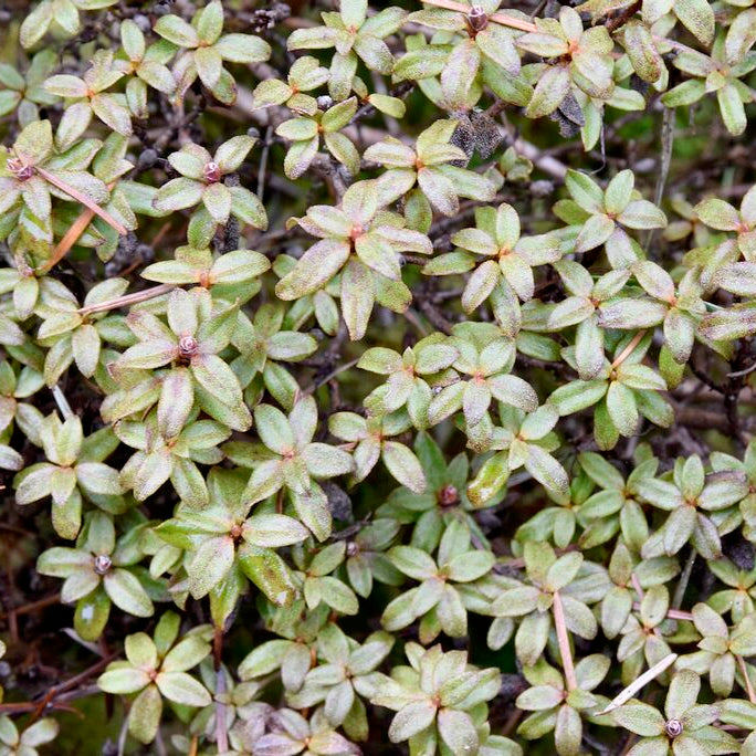 Rhododendron nitidulum var. omeiense  1984/114  KR