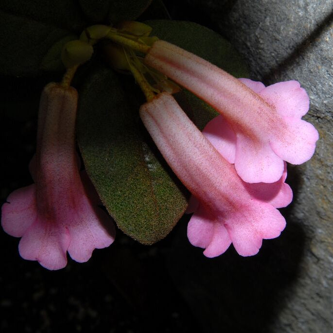Rhododendron phaeochitum  1999/348
