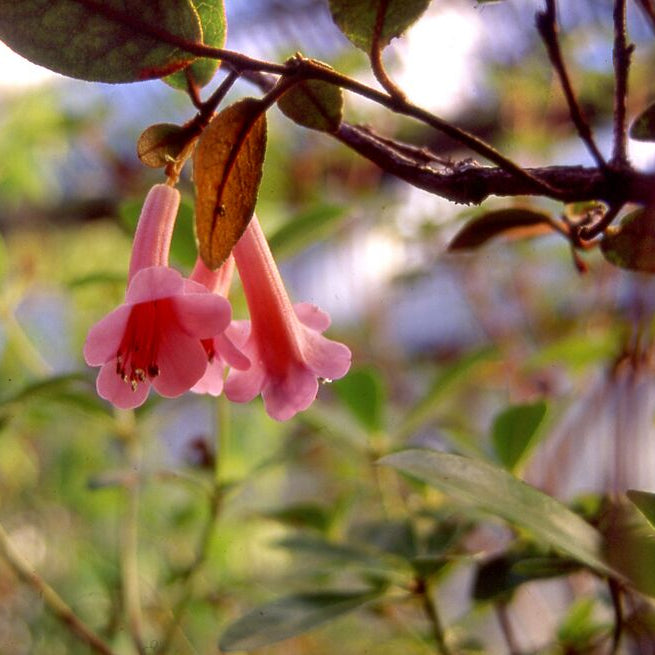 Rhododendron phaeochitum  1999/348